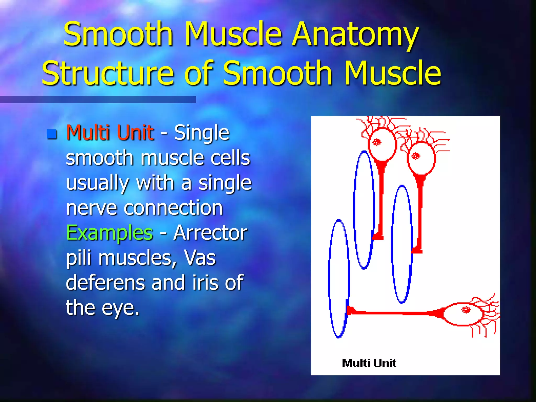 Smooth Muscle Anatomy
Structure of Smooth Muscle
 Multi Unit - Single
smooth muscle cells
usually with a single
nerve connection
Examples - Arrector
pili muscles, Vas
deferens and iris of
the eye.
 