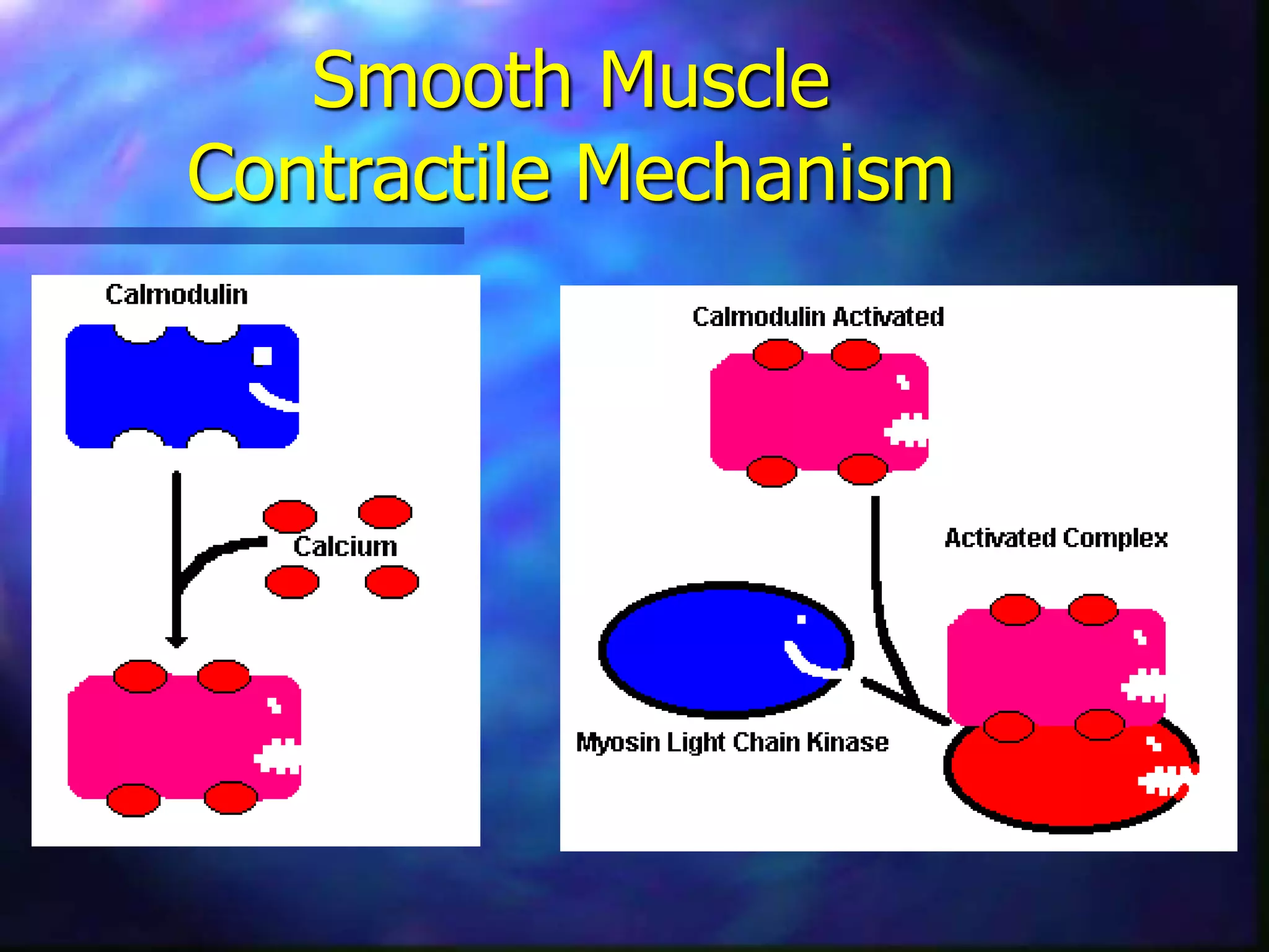 Smooth Muscle
Contractile Mechanism
 