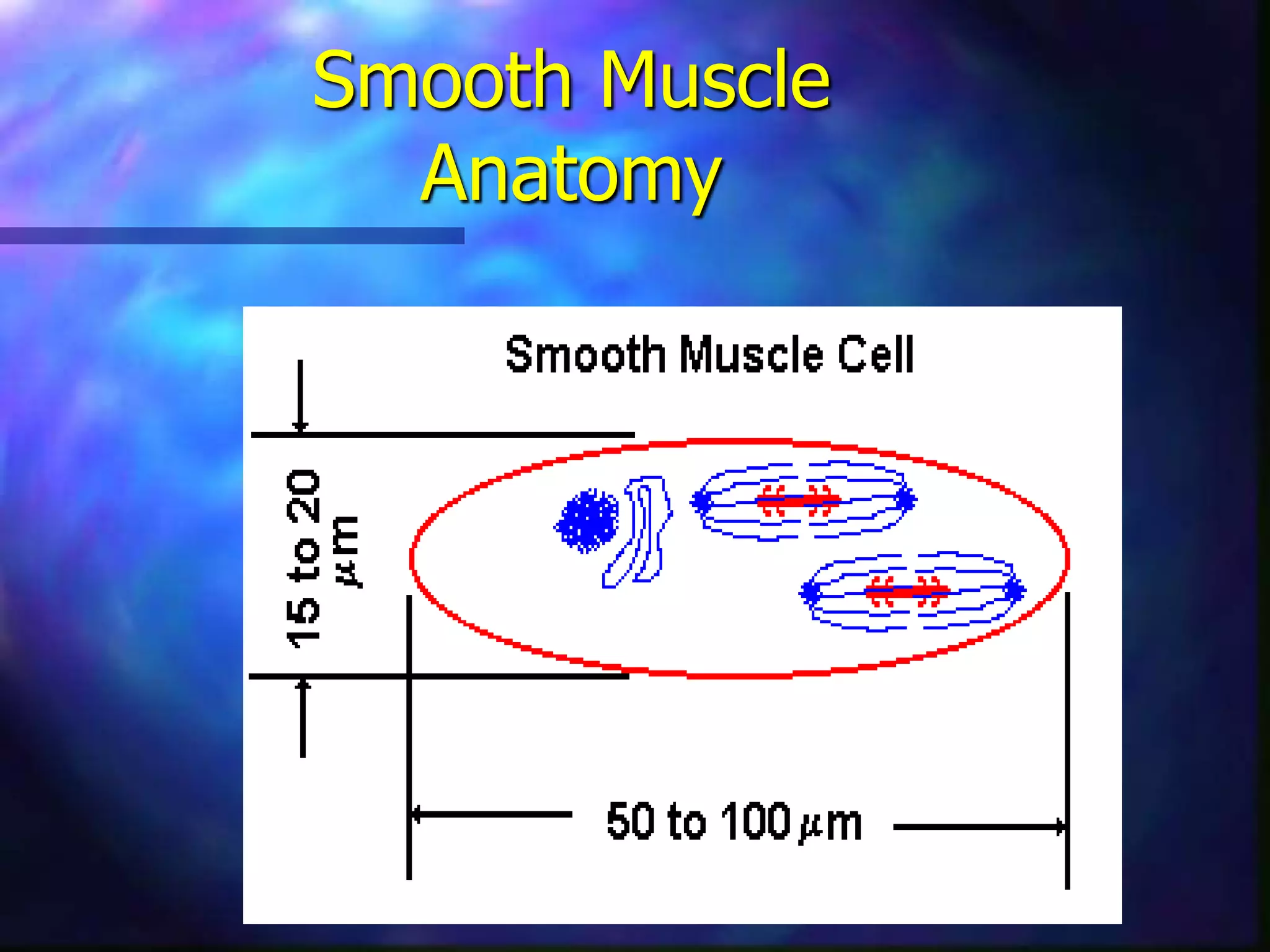 Smooth Muscle
Anatomy
 