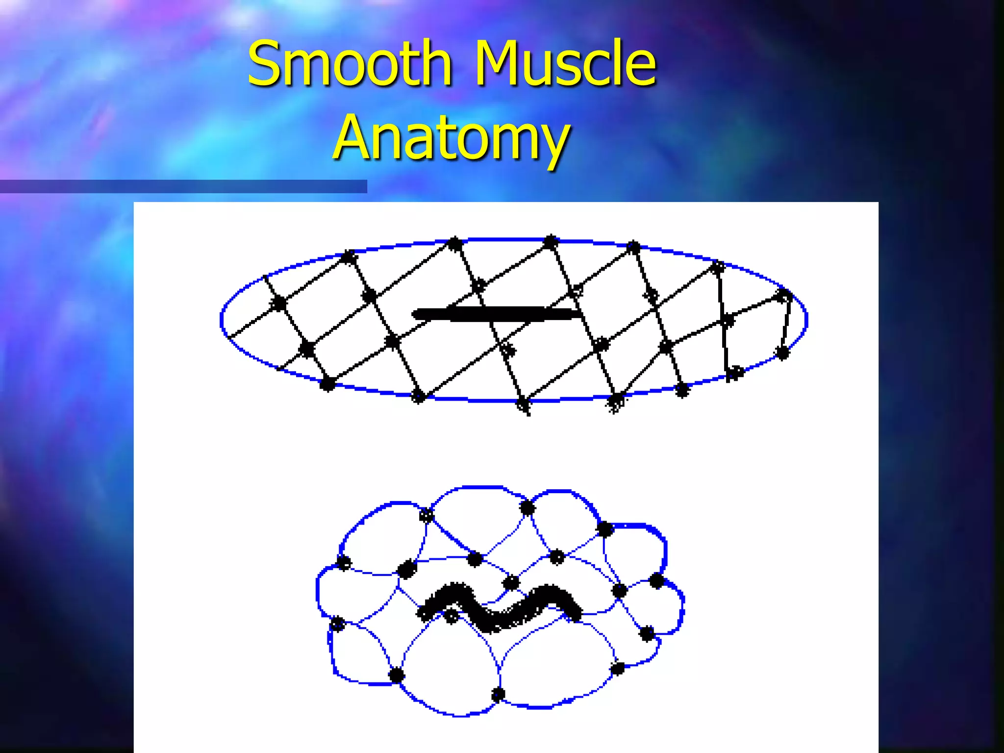 Smooth Muscle
Anatomy
 
