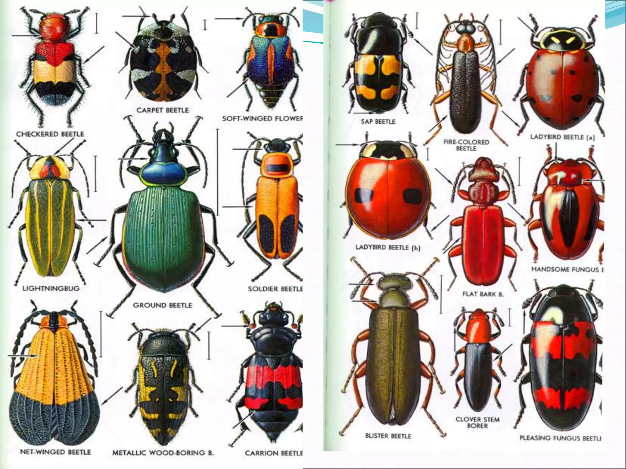 Class Insecta Orders