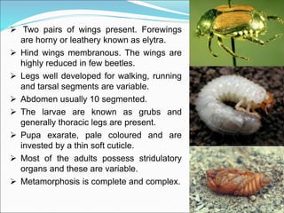 Lec. 34 Classification of class Insecta upto Orders.ppt