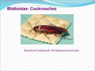 Lec. 34 Classification of class Insecta upto Orders.ppt