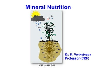 CRP, HC&RI, PKM
Mineral Nutrition
Dr. K. Venkatesan
Professor (CRP)
 