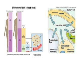 Lec. 6 body fluid.ppt