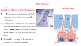 Dentine development (Dentinogenesis)
 Dentinogenesis starts at the late bell
stage, and occurs in the crown as well as
root regions.
 Differentiated odontoblasts are secretory
cells with characteristic apical cytoplasmic
called Tomes fibers (odontoblastic process)
which connect the cells with the surface of
dentin.
 Tomes fibers elongate as dentin matrix
formation (predentin) continues.
Dr.Ana’am Mahdi
Oral Histology
Lec.4
 