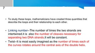 7 Linking Number, Twist, and
Writhe
• To study these loops, mathematicians have created three quantities that
describe the loops and their relationship to each other.
• Linking number--The number of times the two strands are
intertwined.it is also the number of cleaves necessary for
separating two DNA strands.It will be constant.
• Twist--It is most easily imagined as the number of times each of
the curves rotates around the central axis of the double helix.
 