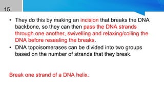 15
• They do this by making an incision that breaks the DNA
backbone, so they can then pass the DNA strands
through one another, swivelling and relaxing/coiling the
DNA before resealing the breaks.
• DNA topoisomerases can be divided into two groups
based on the number of strands that they break.
Class I DNA Topoisomerases
Break one strand of a DNA helix.
 