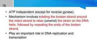 16
• ATP independent (except for reverse gyrase).
• Mechanism involves rotating the broken strand around
the intact strand to relax (unwind) the strain on the DNA
helix, followed by resealing the ends of the broken
strand.
• Play an important role in DNA replication and
transcription
Class II Topoisomerase
 
