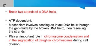 17
• Break two strands of a DNA helix.Class II DNA
Topoisomerases
• ATP dependent.
• Mechanism involves passing an intact DNA helix through
the gap made by the broken DNA helix, then resealing
the strands
• Play an important role in chromosome condensation and
in the segregation of daughter chromosomes during cell
division
 