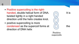 6
• Positive supercoiling is the right-
handed, double helical form of DNA. It is
twisted tightly in a right handed
direction until the helix creates knot.
• positive supercoiling is more
condensed as the supercoil forms at the
direction of DNA helix
 