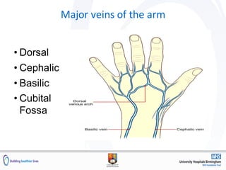 Major veins of the arm
• Dorsal
• Cephalic
• Basilic
• Cubital
Fossa
 