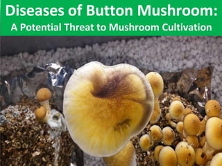 Diseases of Button Mushroom:
A Potential Threat to Mushroom Cultivation
 