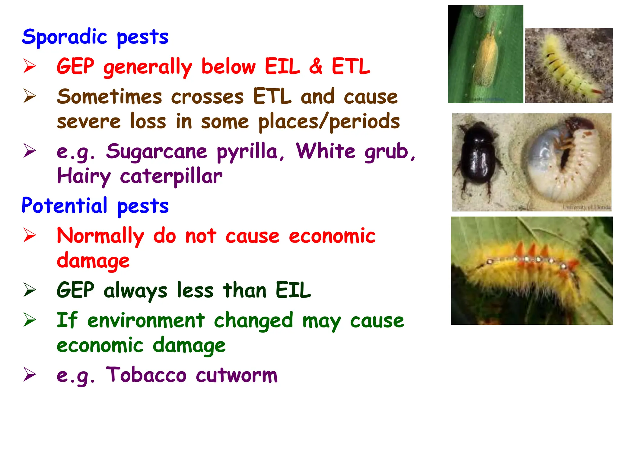 Sporadic pests
 GEP generally below EIL & ETL
 Sometimes crosses ETL and cause
severe loss in some places/periods
 e.g. Sugarcane pyrilla, White grub,
Hairy caterpillar
Potential pests
 Normally do not cause economic
damage
 GEP always less than EIL
 If environment changed may cause
economic damage
 e.g. Tobacco cutworm
 