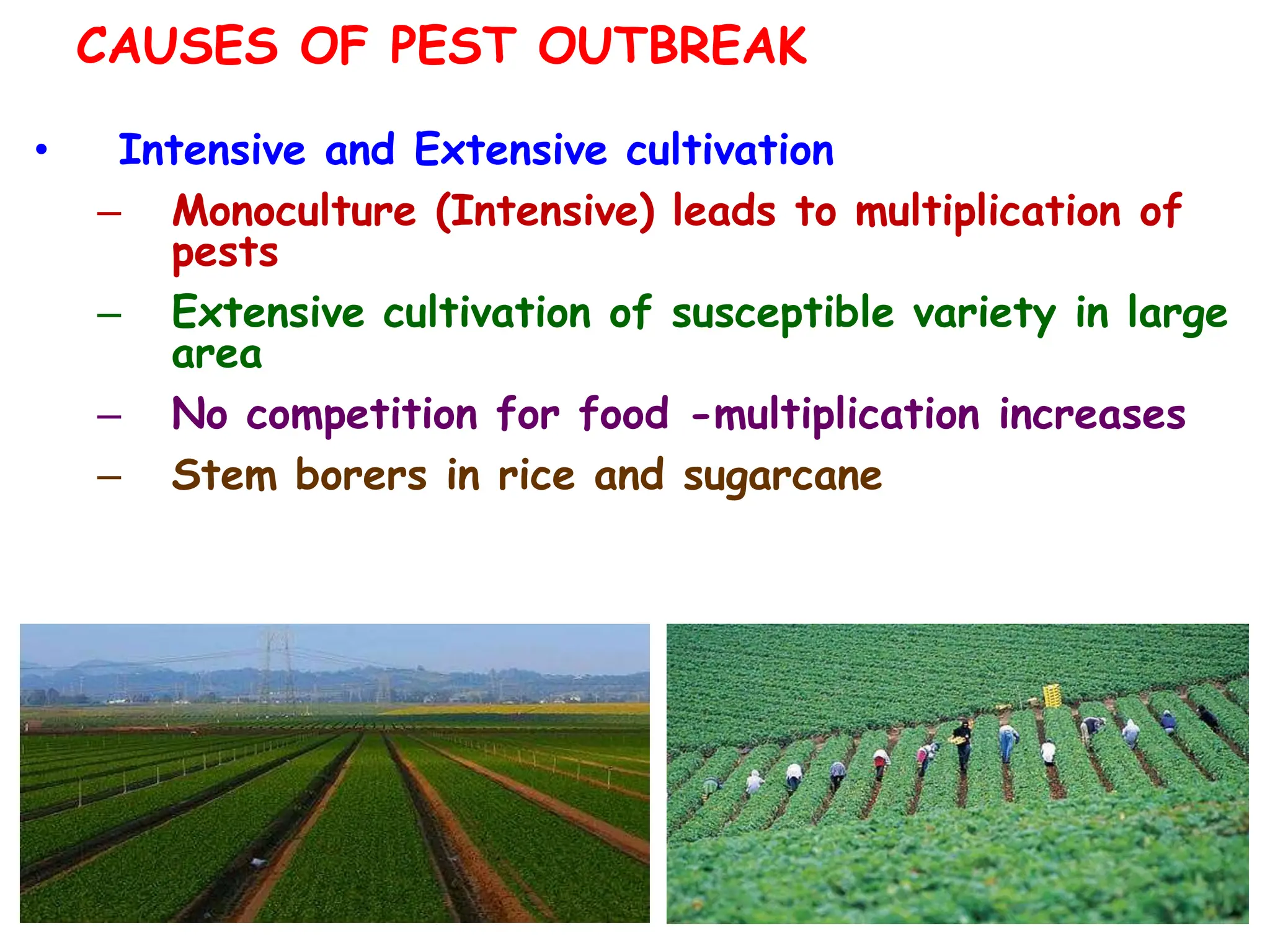 CAUSES OF PEST OUTBREAK
• Intensive and Extensive cultivation
– Monoculture (Intensive) leads to multiplication of
pests
– Extensive cultivation of susceptible variety in large
area
– No competition for food -multiplication increases
– Stem borers in rice and sugarcane
 