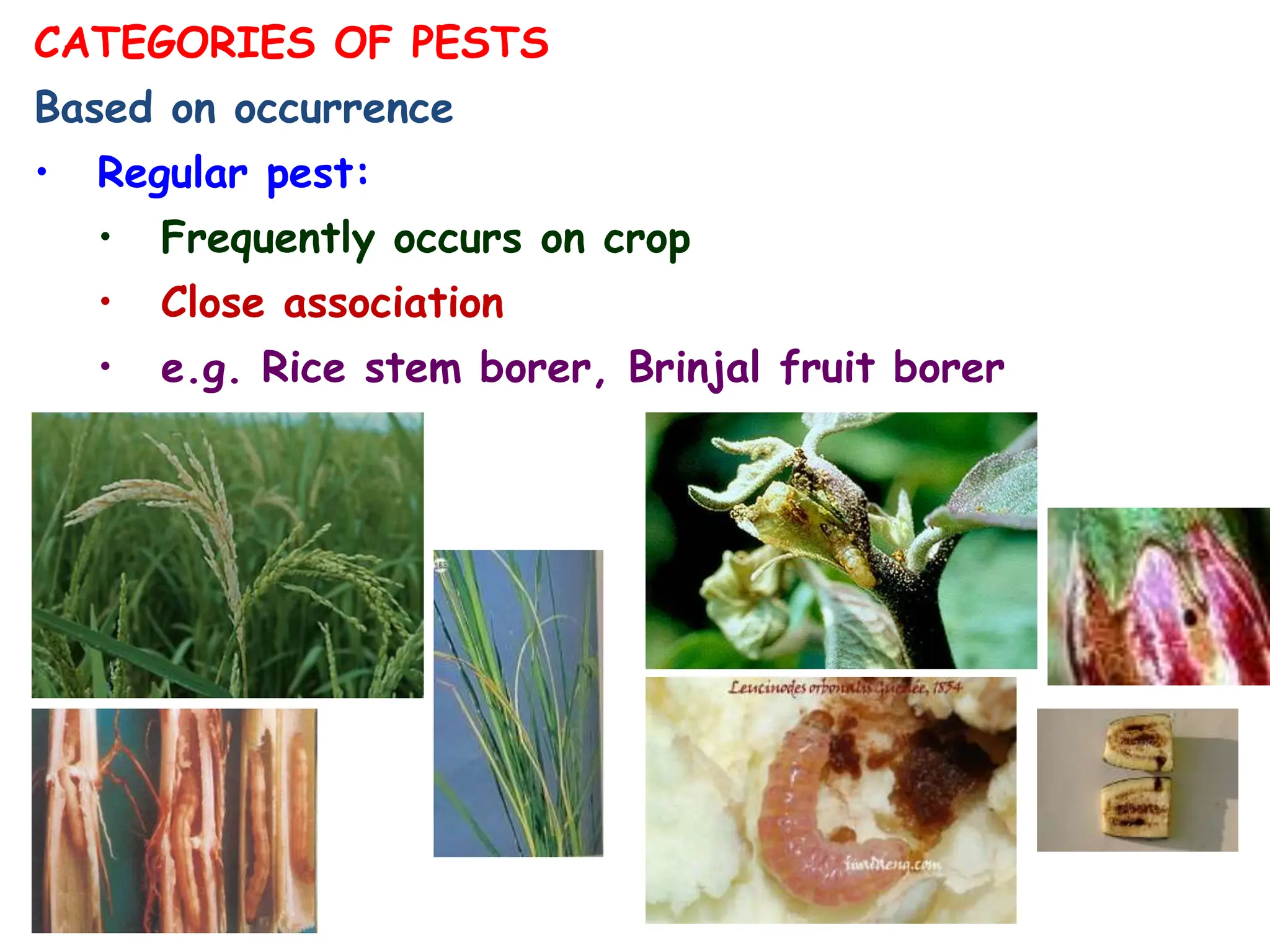 CATEGORIES OF PESTS
Based on occurrence
• Regular pest:
• Frequently occurs on crop
• Close association
• e.g. Rice stem borer, Brinjal fruit borer
 