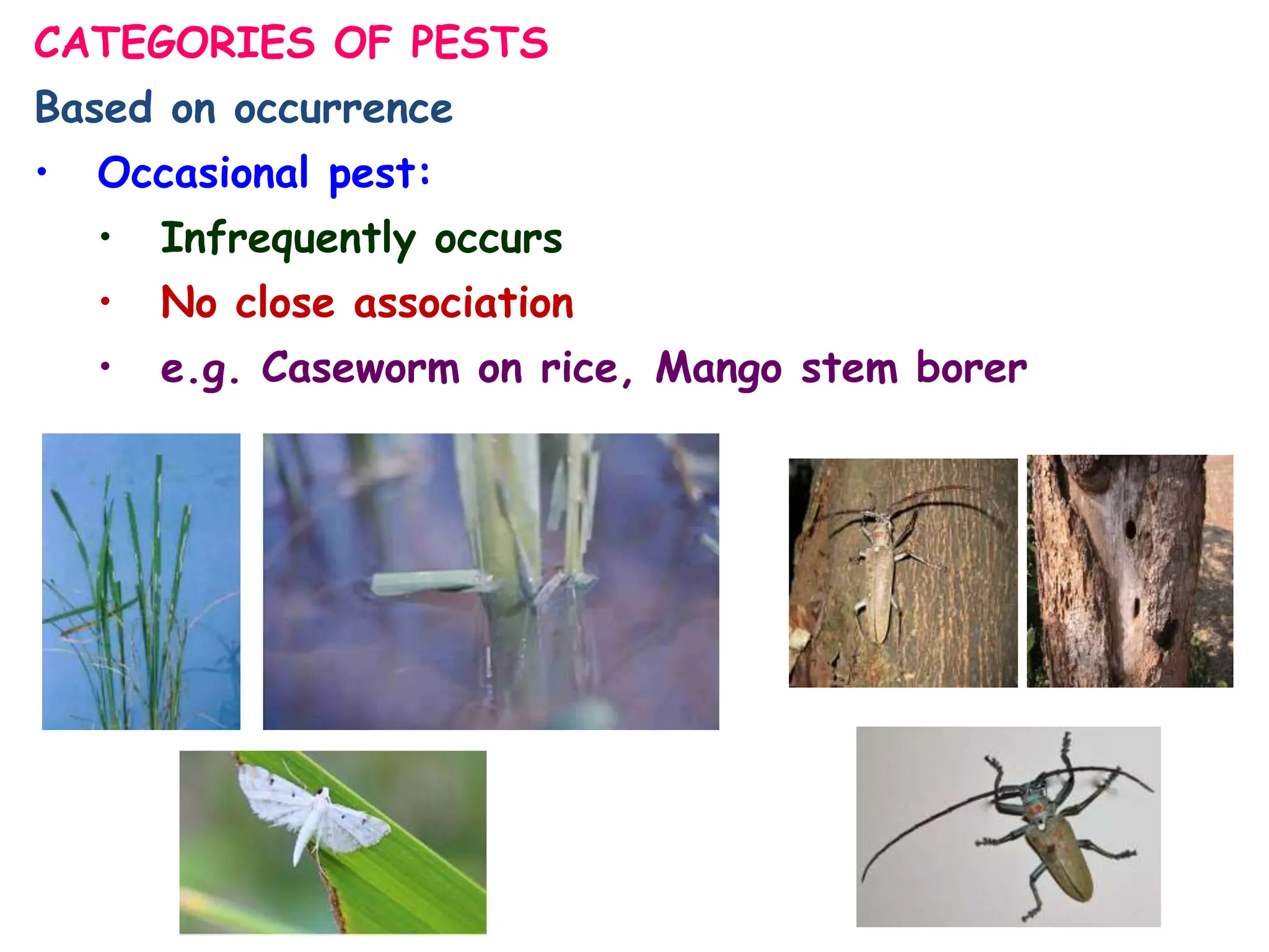 CATEGORIES OF PESTS
Based on occurrence
• Occasional pest:
• Infrequently occurs
• No close association
• e.g. Caseworm on rice, Mango stem borer
 