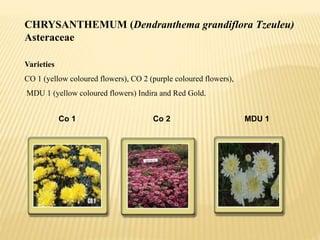 CHRYSANTHEMUM (Dendranthema grandiflora Tzeuleu)
Asteraceae
Varieties
CO 1 (yellow coloured flowers), CO 2 (purple coloured flowers),
MDU 1 (yellow coloured flowers) Indira and Red Gold.
Co 1 Co 2 MDU 1
 