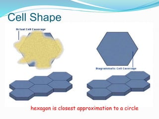 Cell Shape
hexagon is closest approximation to a circle
 