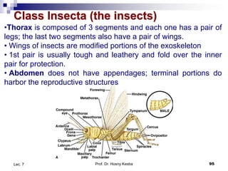 Thorax In Insects Lecture-notes-informat.07 Arthropoda.pdf