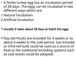 • A fertile turkey egg has an incubation period
of 28 days. The eggs can be incubated in two
different ways which are:
1.Natural Incubation
2.Artificial Incubation
Usually it takes about 28 days to hatch the eggs.
Day-old Poults are brooded for 4 weeks or to
about 6 weeks in the cold period. Gas brooder
or infra-red bulb could be used as a source of
heat or the traditional brooding systems such
as coal stoves could be adopted.
 