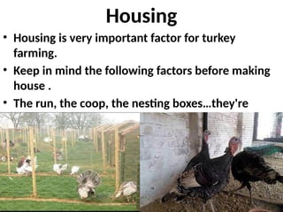Housing
• Housing is very important factor for turkey
farming.
• Keep in mind the following factors before making
house .
• The run, the coop, the nesting boxes…they're
bigger birds, so they need more space.
 