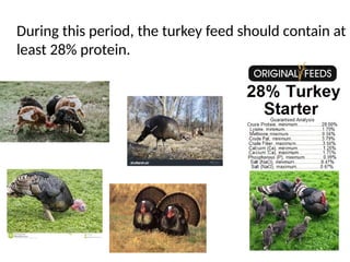 During this period, the turkey feed should contain at
least 28% protein.
 