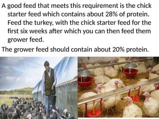 A good feed that meets this requirement is the chick
starter feed which contains about 28% of protein.
Feed the turkey, with the chick starter feed for the
first six weeks after which you can then feed them
grower feed.
The grower feed should contain about 20% protein.
 