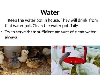 Water
Keep the water pot in house. They will drink from
that water pot. Clean the water pot daily.
• Try to serve them sufficient amount of clean water
always.
 