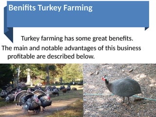 Turkey farming has some great benefits.
The main and notable advantages of this business
profitable are described below.
Benifits Turkey Farming
 