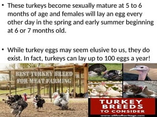 • These turkeys become sexually mature at 5 to 6
months of age and females will lay an egg every
other day in the spring and early summer beginning
at 6 or 7 months old.
• While turkey eggs may seem elusive to us, they do
exist. In fact, turkeys can lay up to 100 eggs a year!
 