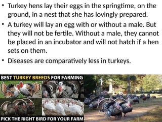 • Turkey hens lay their eggs in the springtime, on the
ground, in a nest that she has lovingly prepared.
• A turkey will lay an egg with or without a male. But
they will not be fertile. Without a male, they cannot
be placed in an incubator and will not hatch if a hen
sets on them.
• Diseases are comparatively less in turkeys.
 