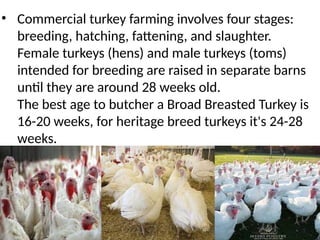 • Commercial turkey farming involves four stages:
breeding, hatching, fattening, and slaughter.
Female turkeys (hens) and male turkeys (toms)
intended for breeding are raised in separate barns
until they are around 28 weeks old.
The best age to butcher a Broad Breasted Turkey is
16-20 weeks, for heritage breed turkeys it's 24-28
weeks.
 