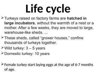 Life cycle
Turkeys raised on factory farms are hatched in
large incubators, without the warmth of a nest or a
mother. After a few weeks, they are moved to large,
warehouse-like sheds. ...
These sheds, called “grower houses,” confine
thousands of turkeys together.
Wild turkey: 3 – 5 years
Domestic turkey: 10 years
Female turkey start laying eggs at the age of 6-7 months
of age.
 