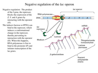 transcriptional control in prokaryotes_trxn_control.ppt