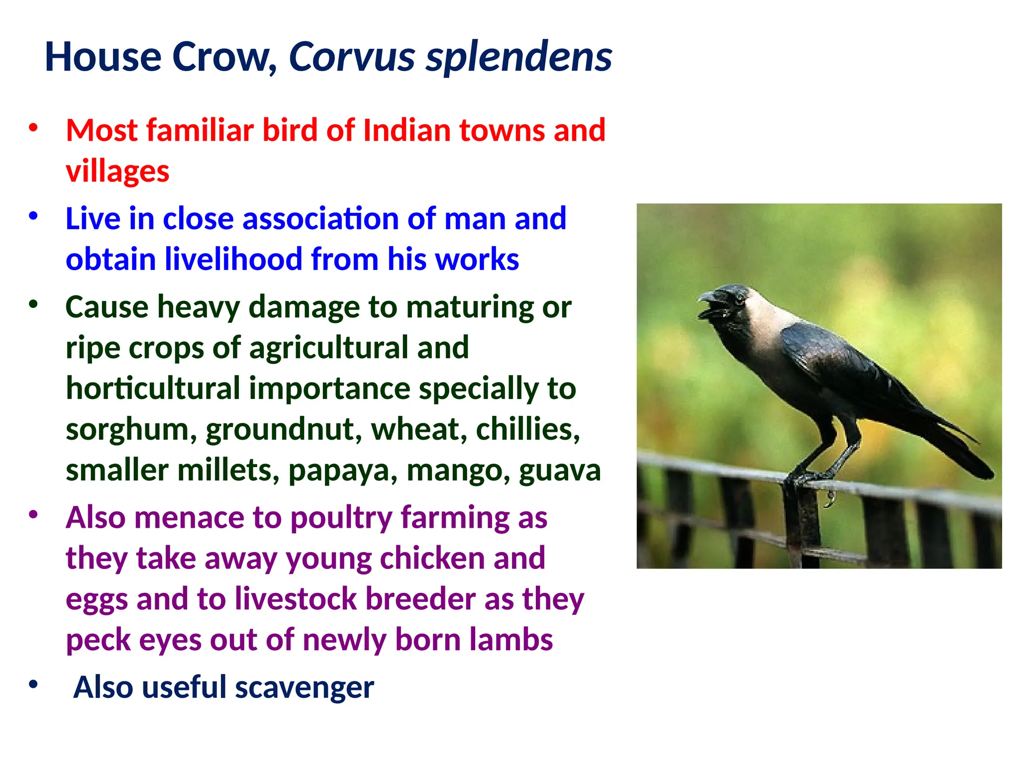 House Crow, Corvus splendens
• Most familiar bird of Indian towns and
villages
• Live in close association of man and
obtain livelihood from his works
• Cause heavy damage to maturing or
ripe crops of agricultural and
horticultural importance specially to
sorghum, groundnut, wheat, chillies,
smaller millets, papaya, mango, guava
• Also menace to poultry farming as
they take away young chicken and
eggs and to livestock breeder as they
peck eyes out of newly born lambs
• Also useful scavenger
 