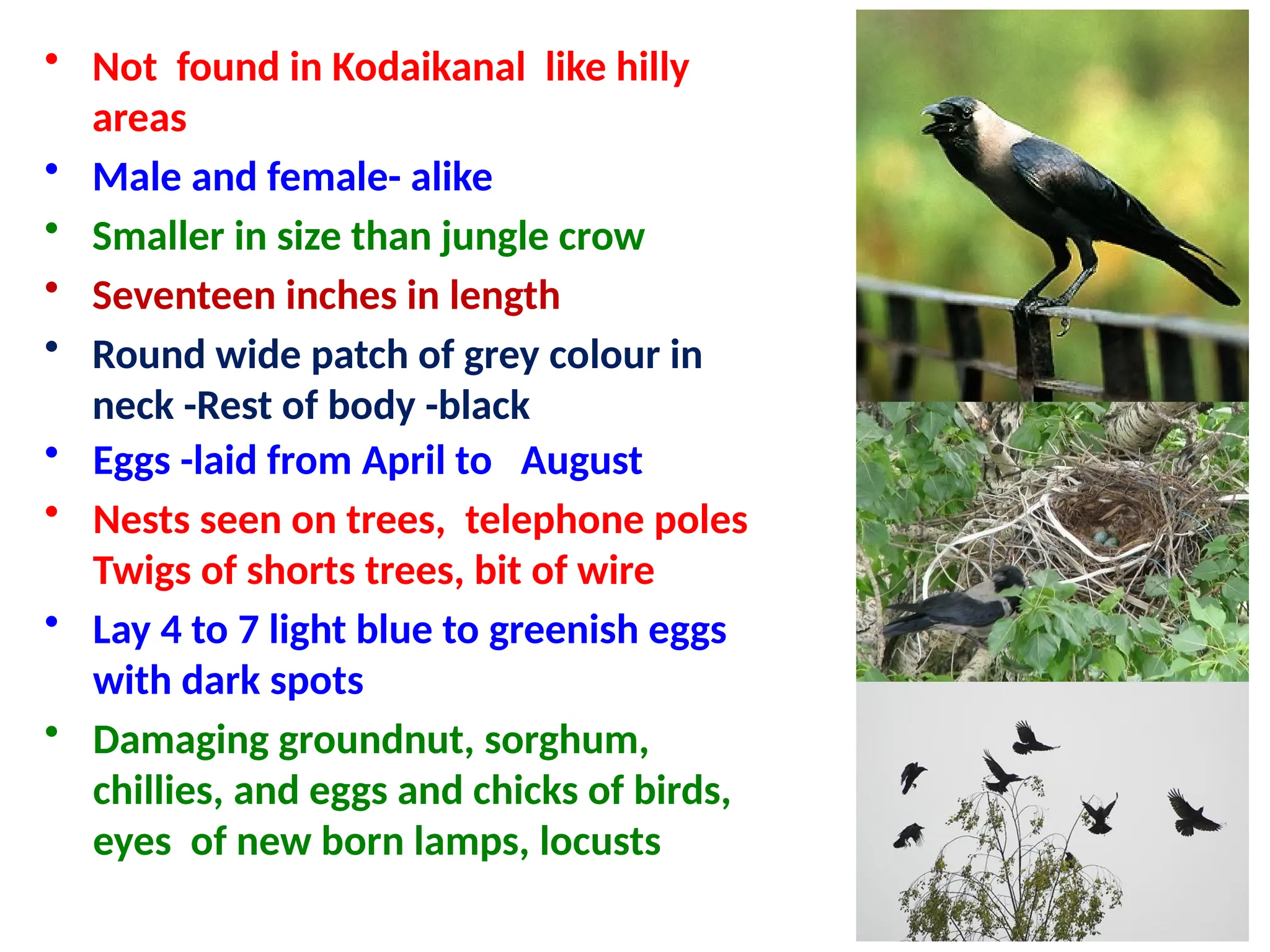 • Not found in Kodaikanal like hilly
areas
• Male and female- alike
• Smaller in size than jungle crow
• Seventeen inches in length
• Round wide patch of grey colour in
neck -Rest of body -black
• Eggs -laid from April to August
• Nests seen on trees, telephone poles
Twigs of shorts trees, bit of wire
• Lay 4 to 7 light blue to greenish eggs
with dark spots
• Damaging groundnut, sorghum,
chillies, and eggs and chicks of birds,
eyes of new born lamps, locusts
 