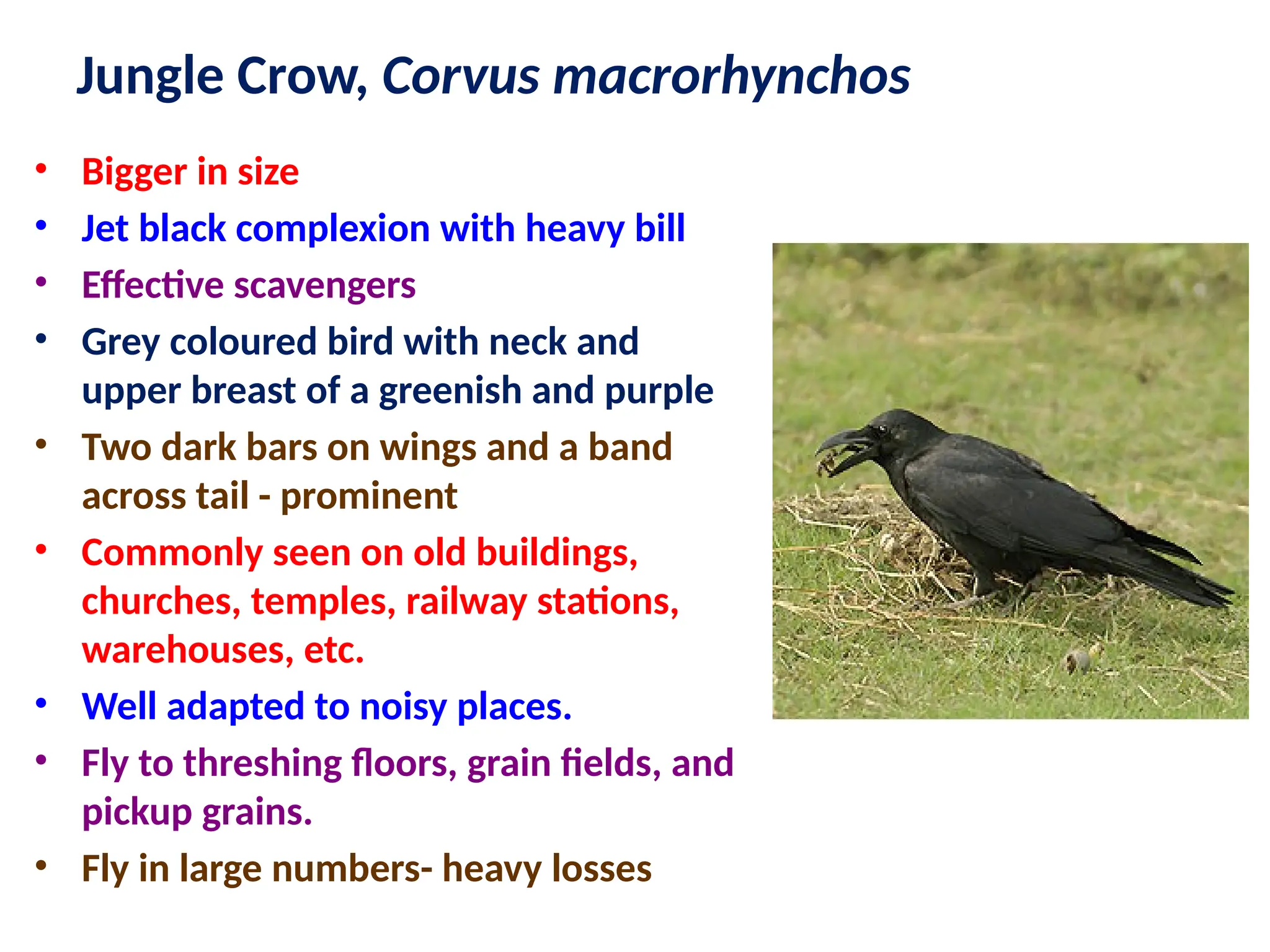 Jungle Crow, Corvus macrorhynchos
• Bigger in size
• Jet black complexion with heavy bill
• Effective scavengers
• Grey coloured bird with neck and
upper breast of a greenish and purple
• Two dark bars on wings and a band
across tail - prominent
• Commonly seen on old buildings,
churches, temples, railway stations,
warehouses, etc.
• Well adapted to noisy places.
• Fly to threshing floors, grain fields, and
pickup grains.
• Fly in large numbers- heavy losses
 