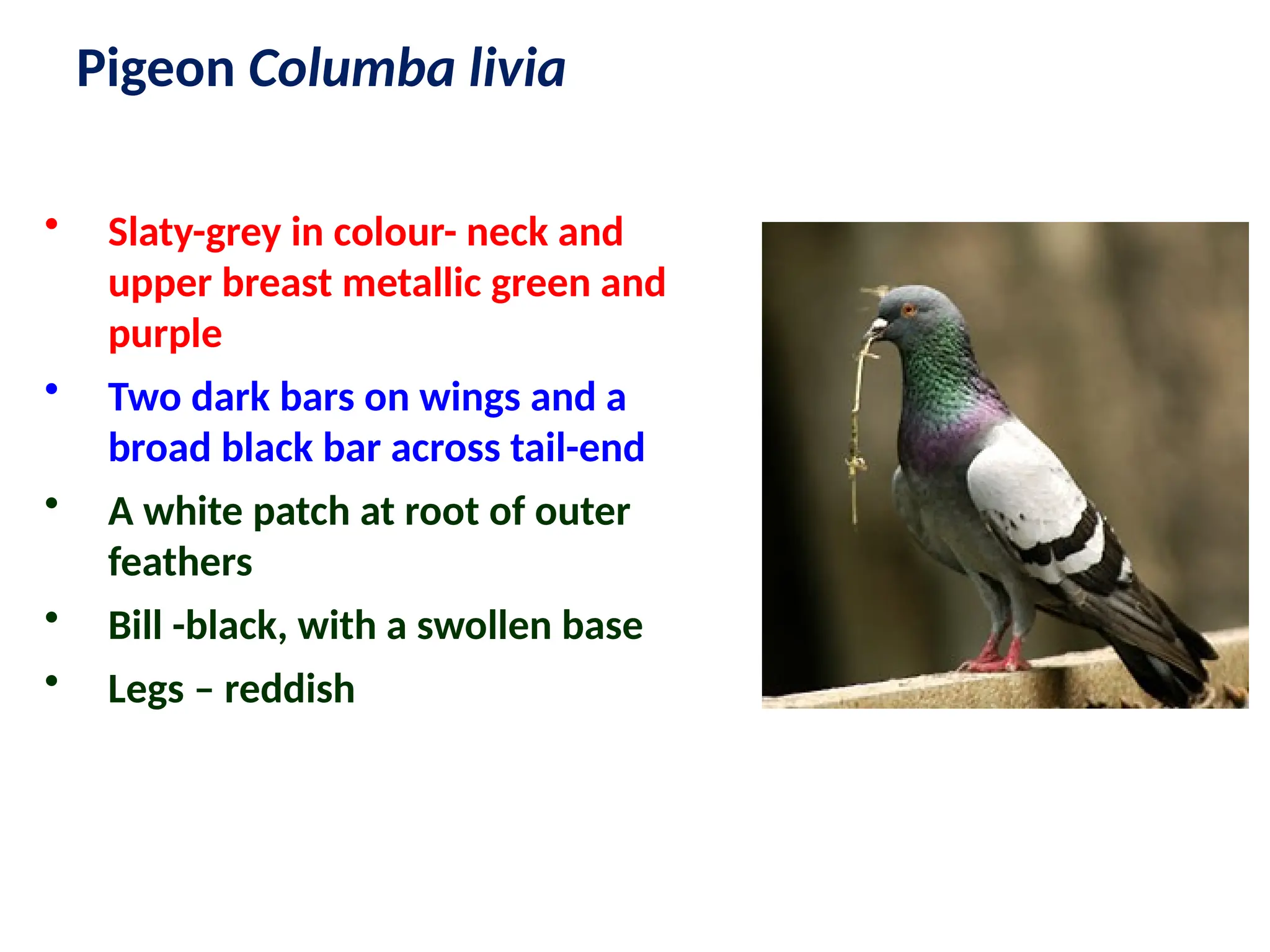 Pigeon Columba livia
• Slaty-grey in colour- neck and
upper breast metallic green and
purple
• Two dark bars on wings and a
broad black bar across tail-end
• A white patch at root of outer
feathers
• Bill -black, with a swollen base
• Legs – reddish
 