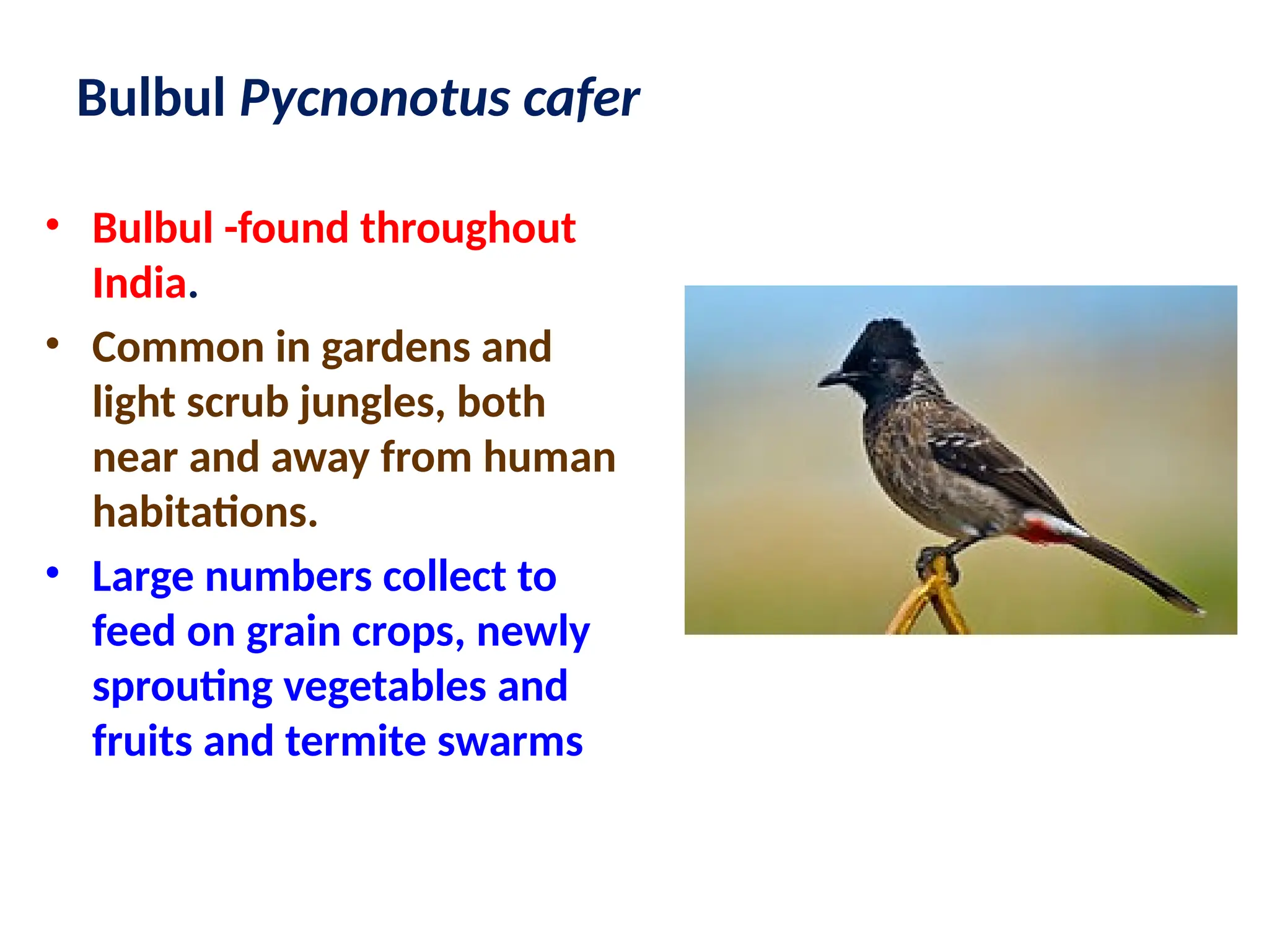 Bulbul Pycnonotus cafer
• Bulbul -found throughout
India.
• Common in gardens and
light scrub jungles, both
near and away from human
habitations.
• Large numbers collect to
feed on grain crops, newly
sprouting vegetables and
fruits and termite swarms
 