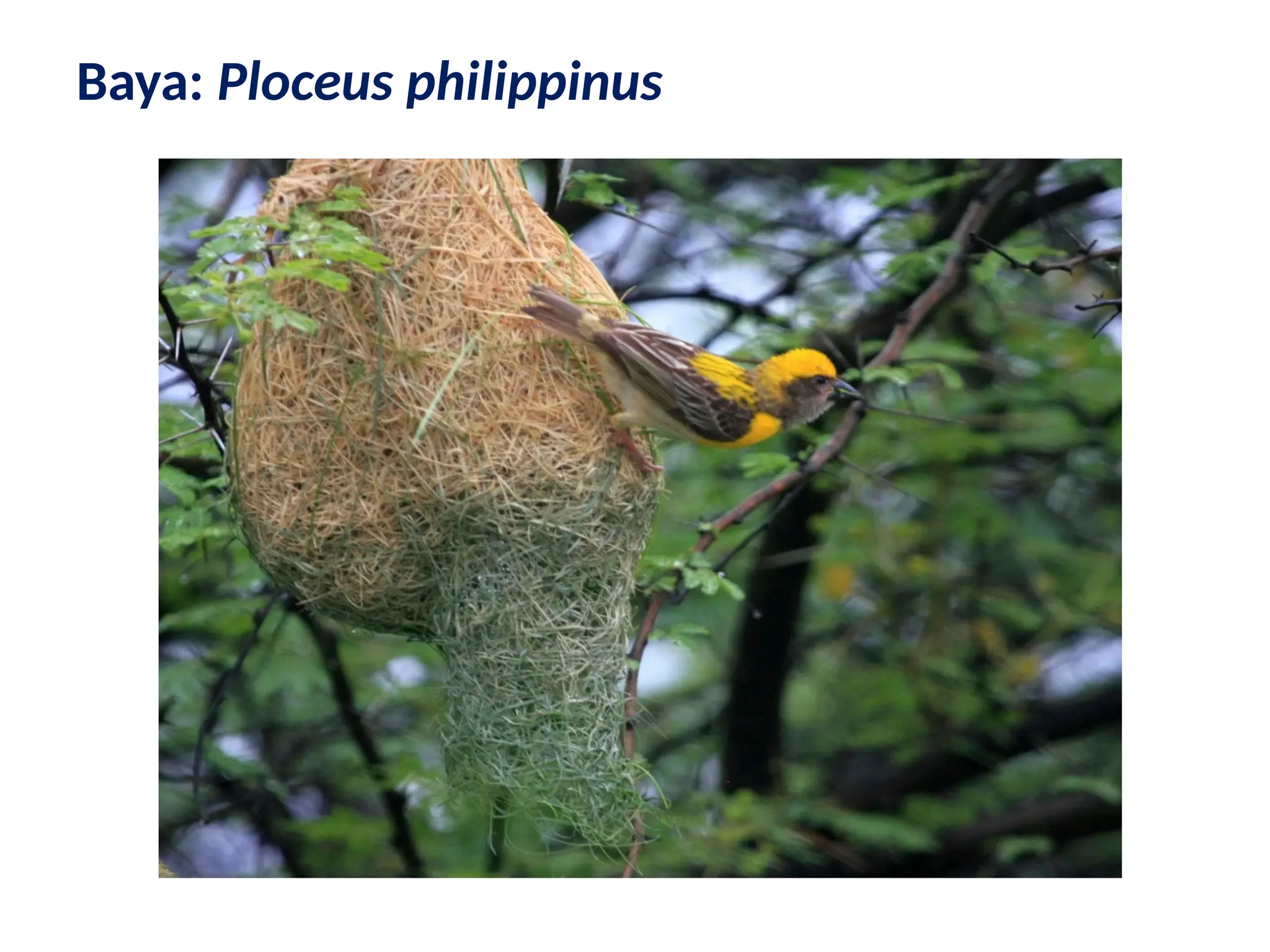 Baya: Ploceus philippinus
 