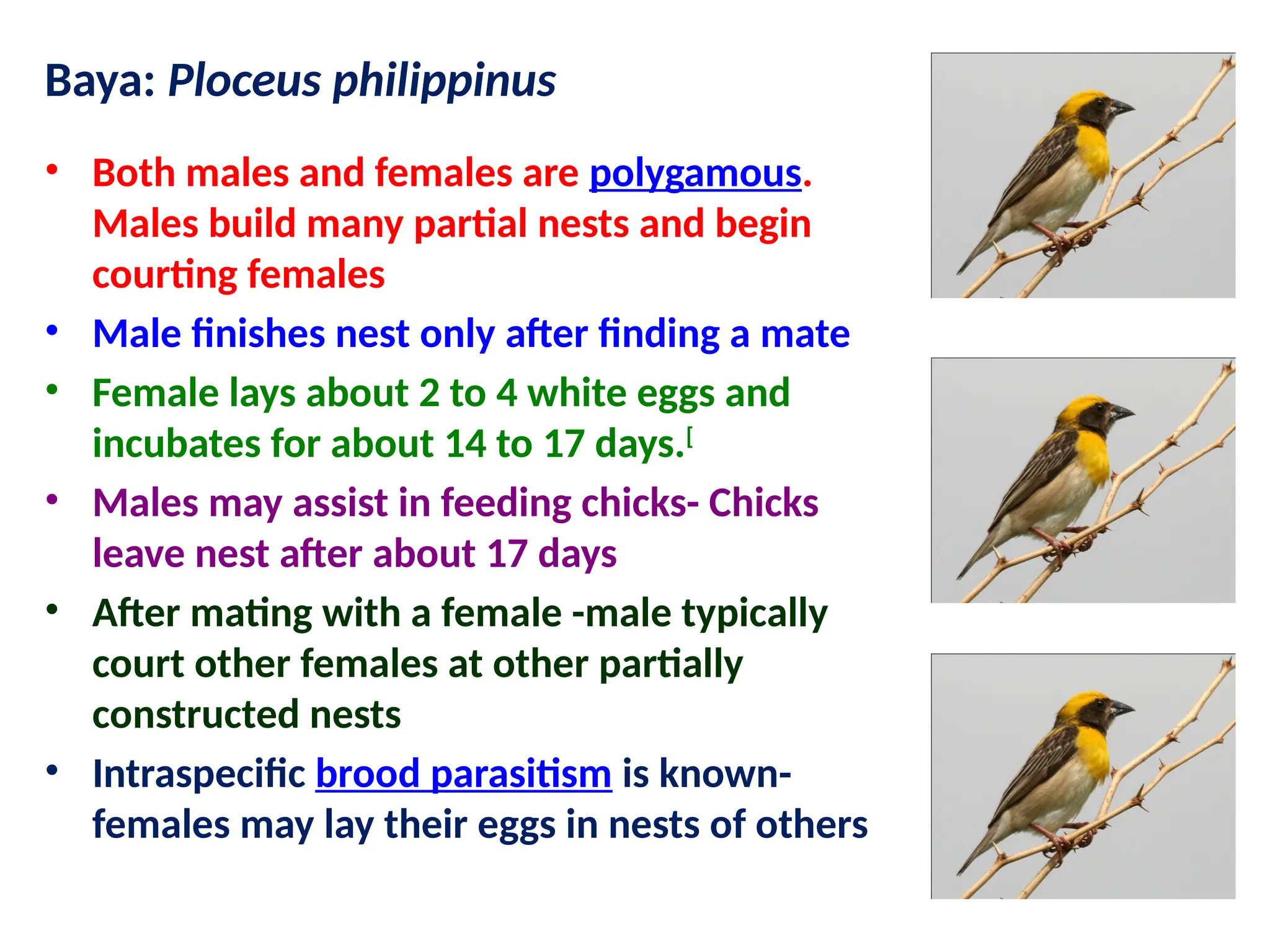 Baya: Ploceus philippinus
• Both males and females are polygamous.
Males build many partial nests and begin
courting females
• Male finishes nest only after finding a mate
• Female lays about 2 to 4 white eggs and
incubates for about 14 to 17 days.[
• Males may assist in feeding chicks- Chicks
leave nest after about 17 days
• After mating with a female -male typically
court other females at other partially
constructed nests
• Intraspecific brood parasitism is known-
females may lay their eggs in nests of others
 