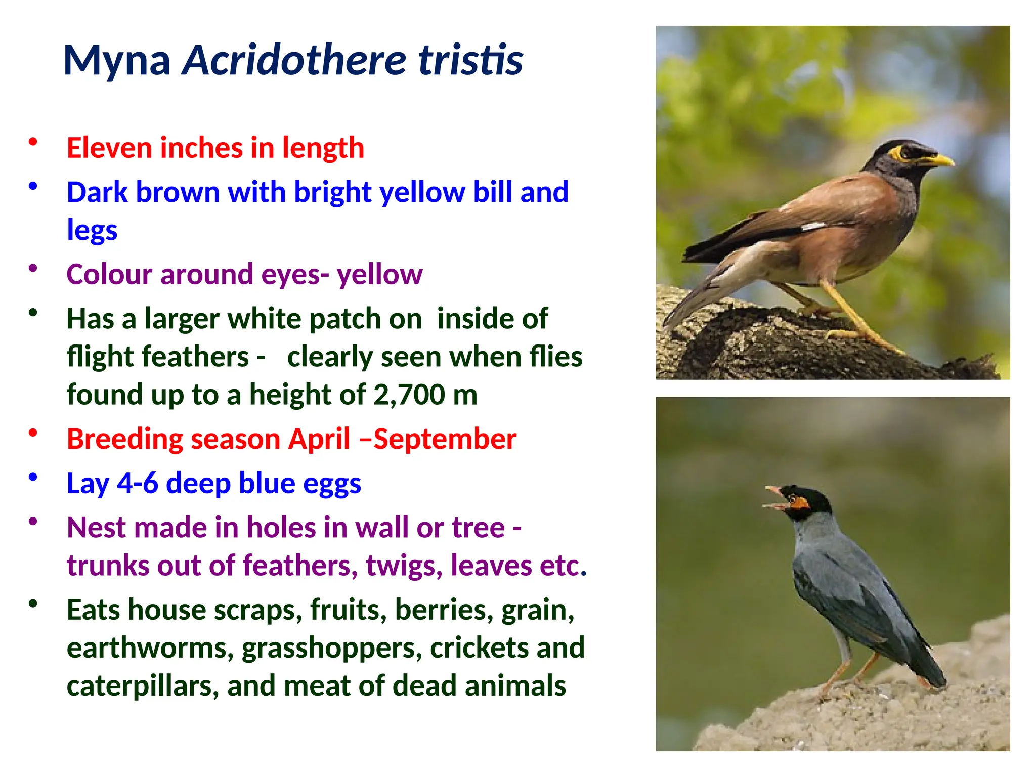 Myna Acridothere tristis
• Eleven inches in length
• Dark brown with bright yellow bill and
legs
• Colour around eyes- yellow
• Has a larger white patch on inside of
flight feathers - clearly seen when flies
found up to a height of 2,700 m
• Breeding season April –September
• Lay 4-6 deep blue eggs
• Nest made in holes in wall or tree -
trunks out of feathers, twigs, leaves etc.
• Eats house scraps, fruits, berries, grain,
earthworms, grasshoppers, crickets and
caterpillars, and meat of dead animals
 