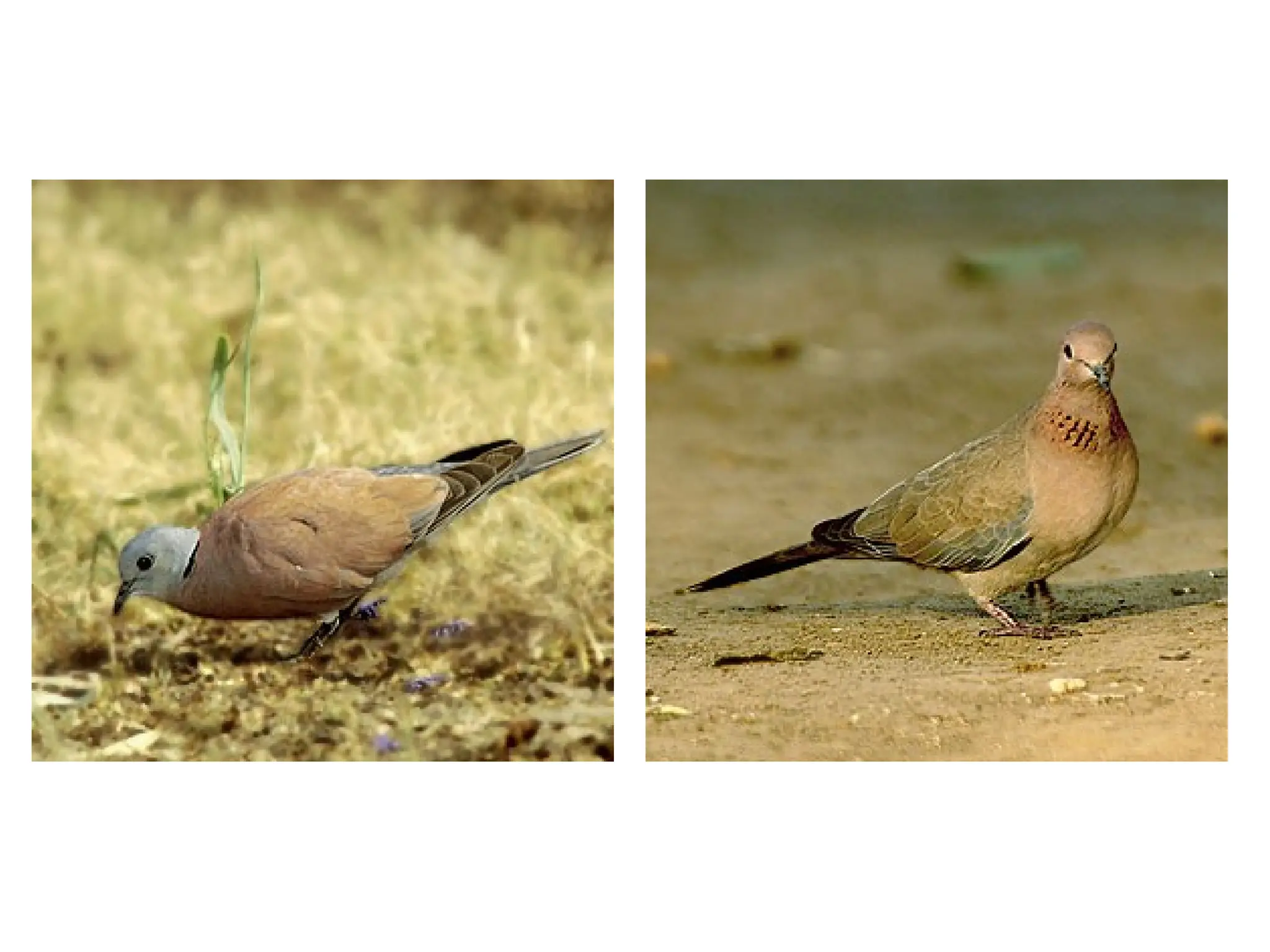 • 5 - 6 broods/ year; peak
in January to May
• Nest on natural rock
cliffs
• Lays 2 elongate white
oval egg
• It feeds on grains
• Transmits - Ornithosis,
Salmonella food poising
 