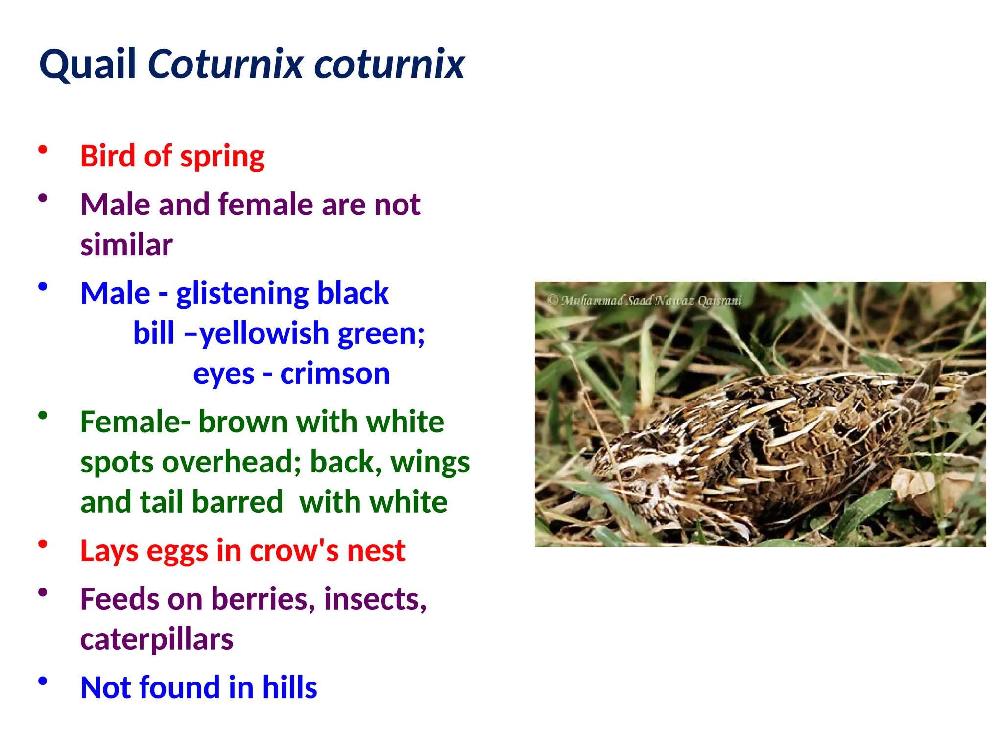 • Bird of spring
• Male and female are not
similar
• Male - glistening black
bill –yellowish green;
eyes - crimson
• Female- brown with white
spots overhead; back, wings
and tail barred with white
• Lays eggs in crow's nest
• Feeds on berries, insects,
caterpillars
• Not found in hills
Quail Coturnix coturnix
 