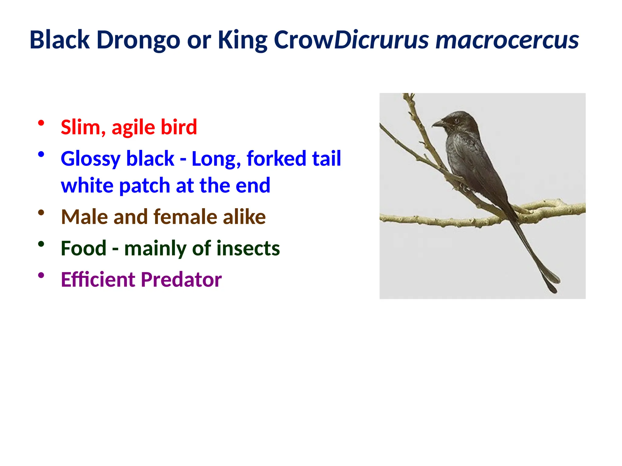 Black Drongo or King CrowDicrurus macrocercus
• Slim, agile bird
• Glossy black - Long, forked tail
white patch at the end
• Male and female alike
• Food - mainly of insects
• Efficient Predator
 