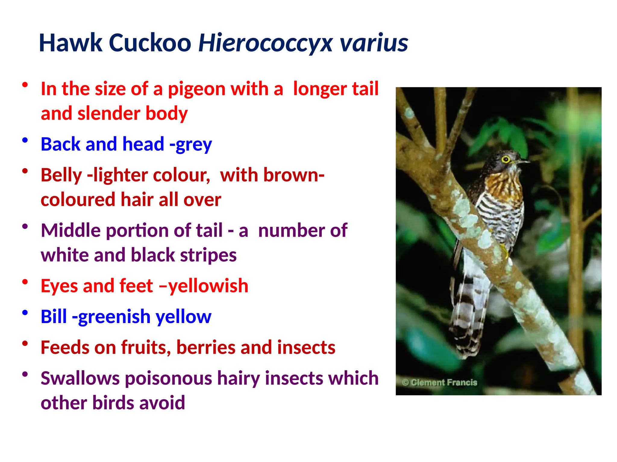 • In the size of a pigeon with a longer tail
and slender body
• Back and head -grey
• Belly -lighter colour, with brown-
coloured hair all over
• Middle portion of tail - a number of
white and black stripes
• Eyes and feet –yellowish
• Bill -greenish yellow
• Feeds on fruits, berries and insects
• Swallows poisonous hairy insects which
other birds avoid
Hawk Cuckoo Hierococcyx varius
 