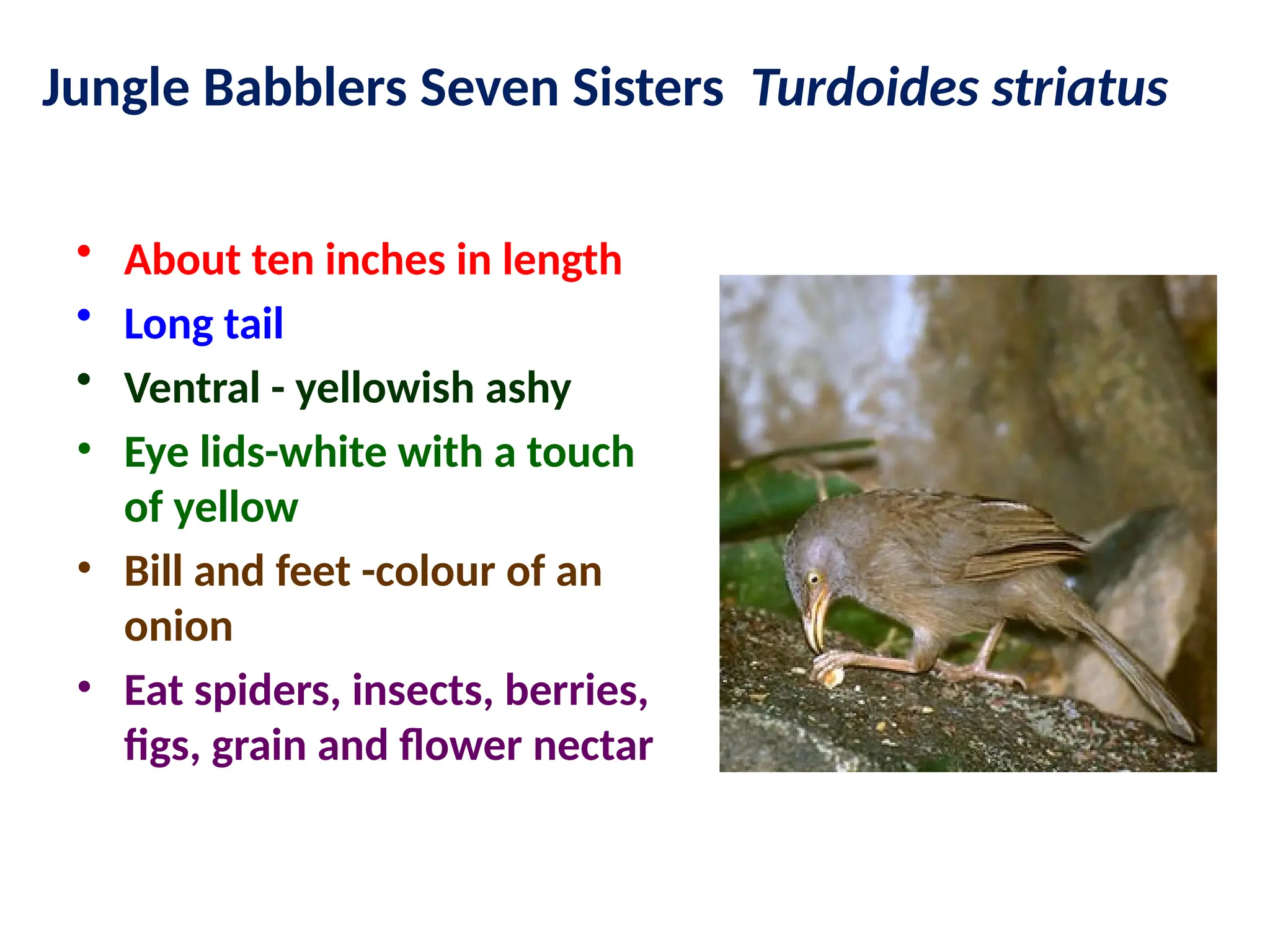 Jungle Babblers Seven Sisters Turdoides striatus
• About ten inches in length
• Long tail
• Ventral - yellowish ashy
• Eye lids-white with a touch
of yellow
• Bill and feet -colour of an
onion
• Eat spiders, insects, berries,
figs, grain and flower nectar
 