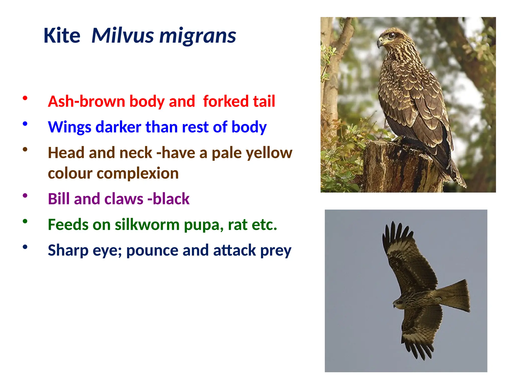 Kite Milvus migrans
• Ash-brown body and forked tail
• Wings darker than rest of body
• Head and neck -have a pale yellow
colour complexion
• Bill and claws -black
• Feeds on silkworm pupa, rat etc.
• Sharp eye; pounce and attack prey
 