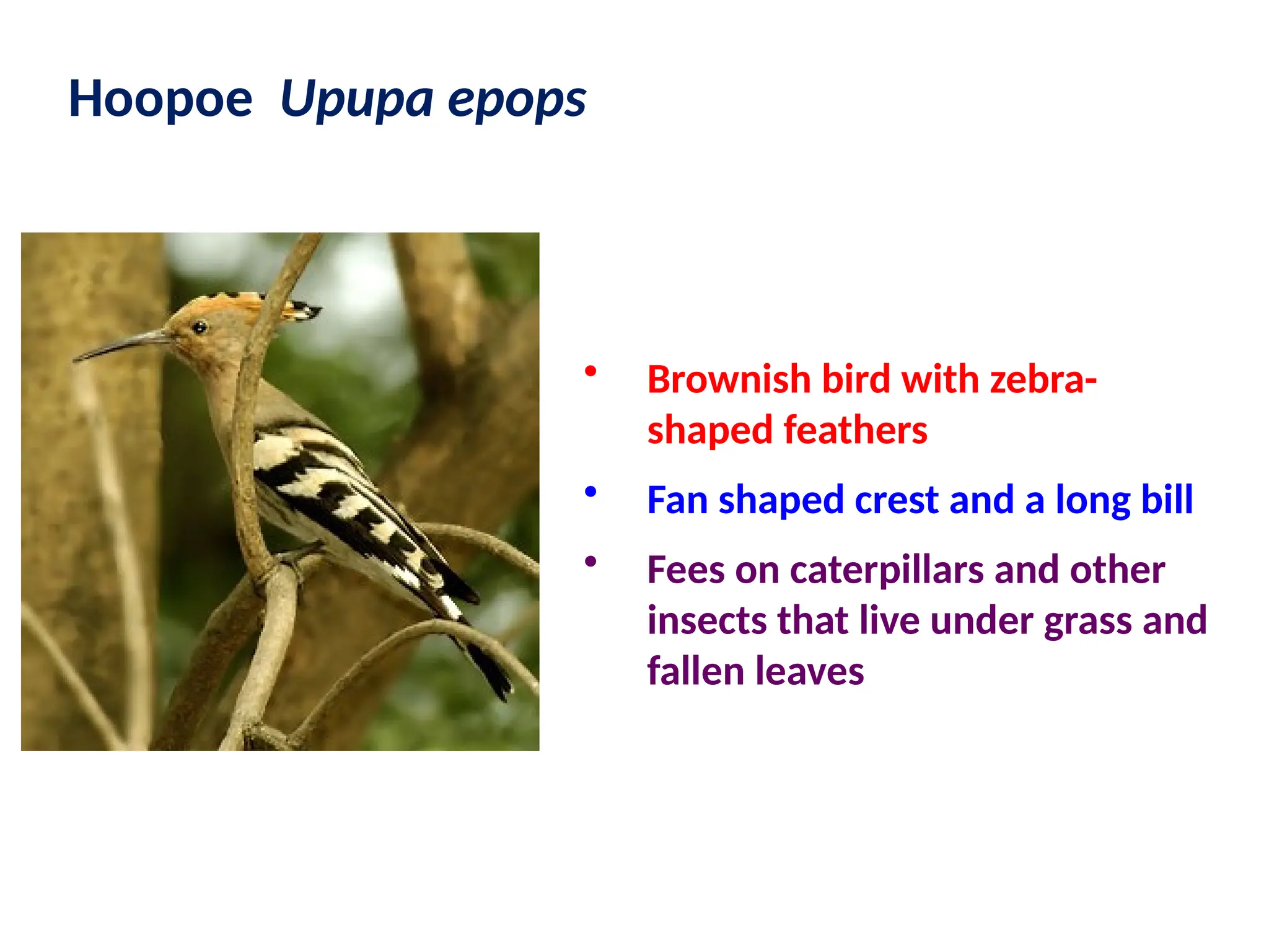 Hoopoe Upupa epops
• Brownish bird with zebra-
shaped feathers
• Fan shaped crest and a long bill
• Fees on caterpillars and other
insects that live under grass and
fallen leaves
 
